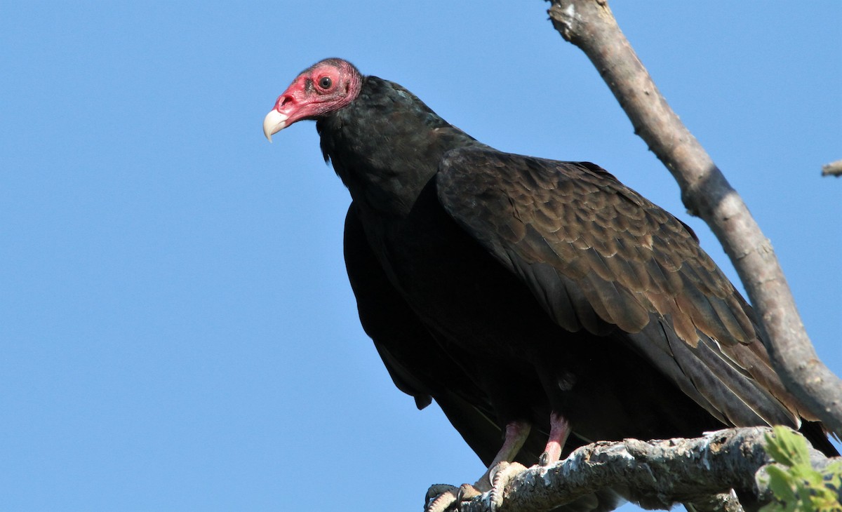 Turkey Vulture - ML258295611