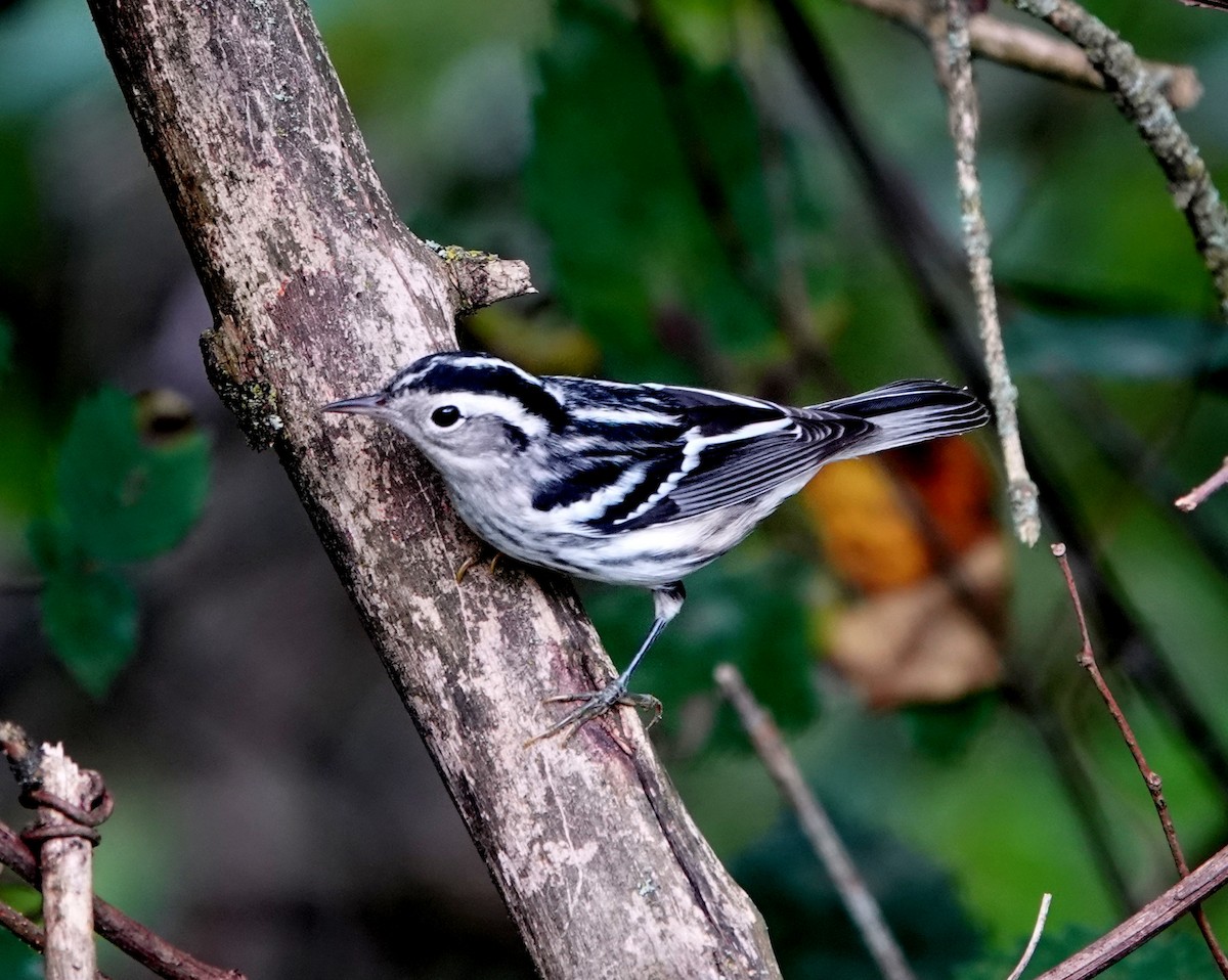 Black-and-white Warbler - jerry pruett