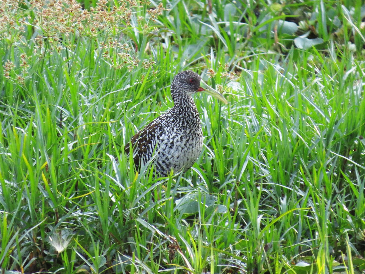 Spotted Rail - ML258300521