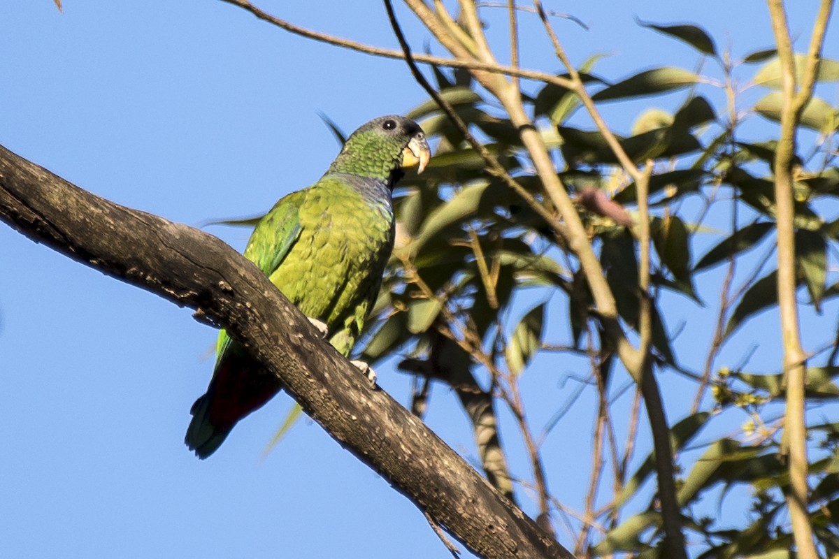 Scaly-headed Parrot - ML258300611