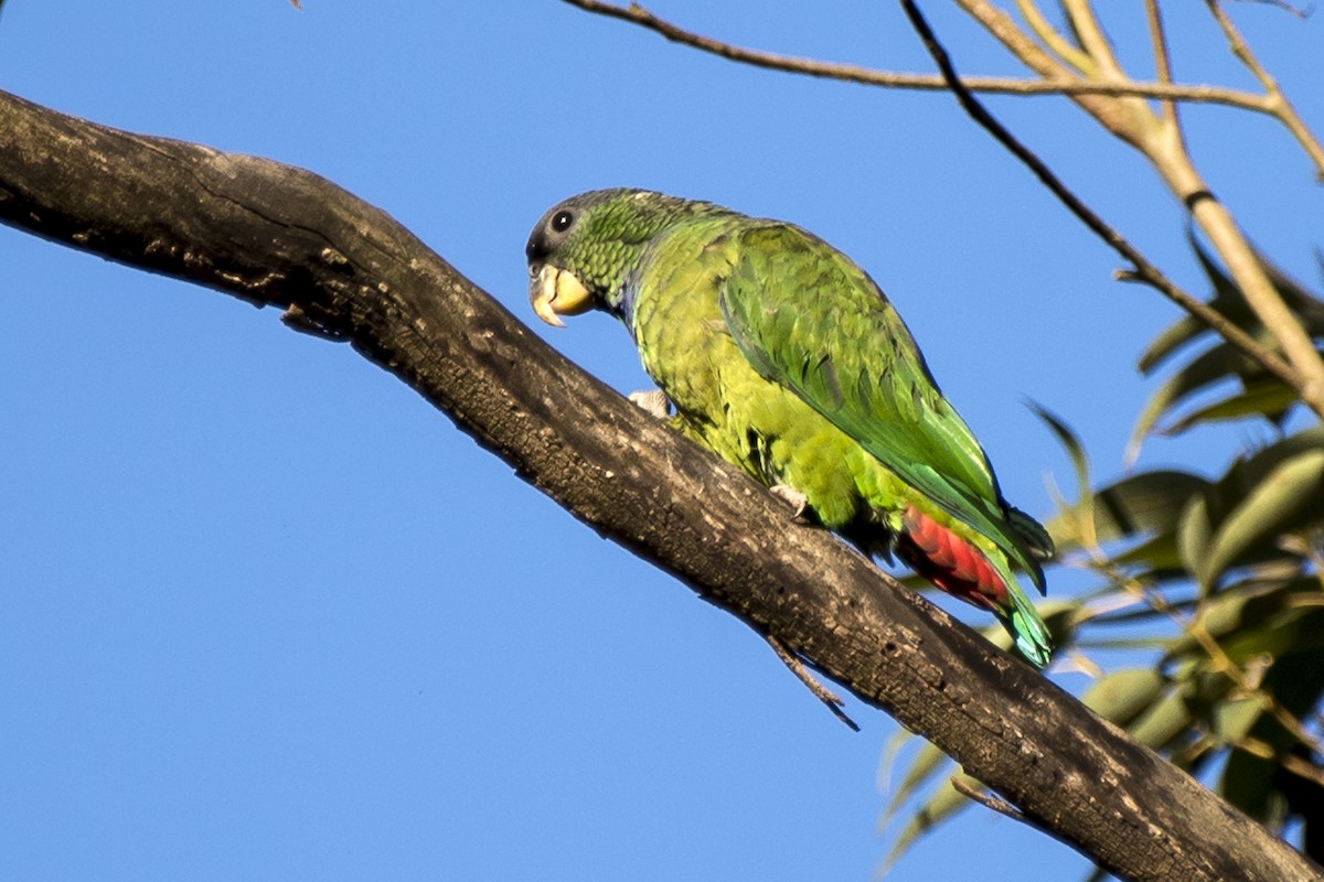 Папуга-червоногуз зеленощокий - ML258300621