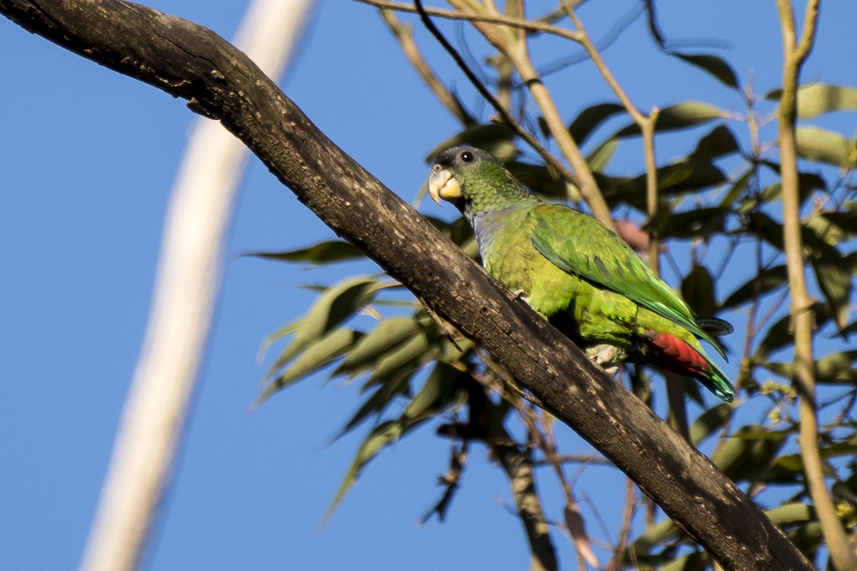 Scaly-headed Parrot - ML258300631