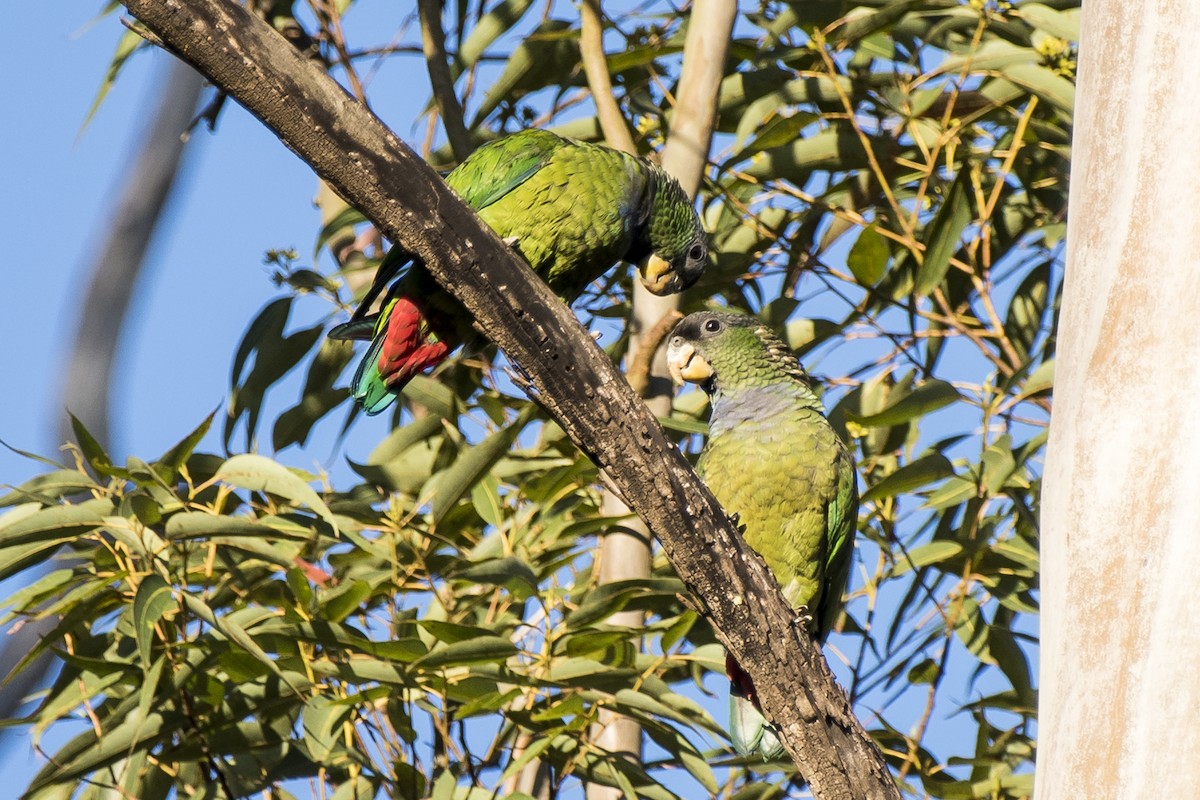 Scaly-headed Parrot - ML258300661