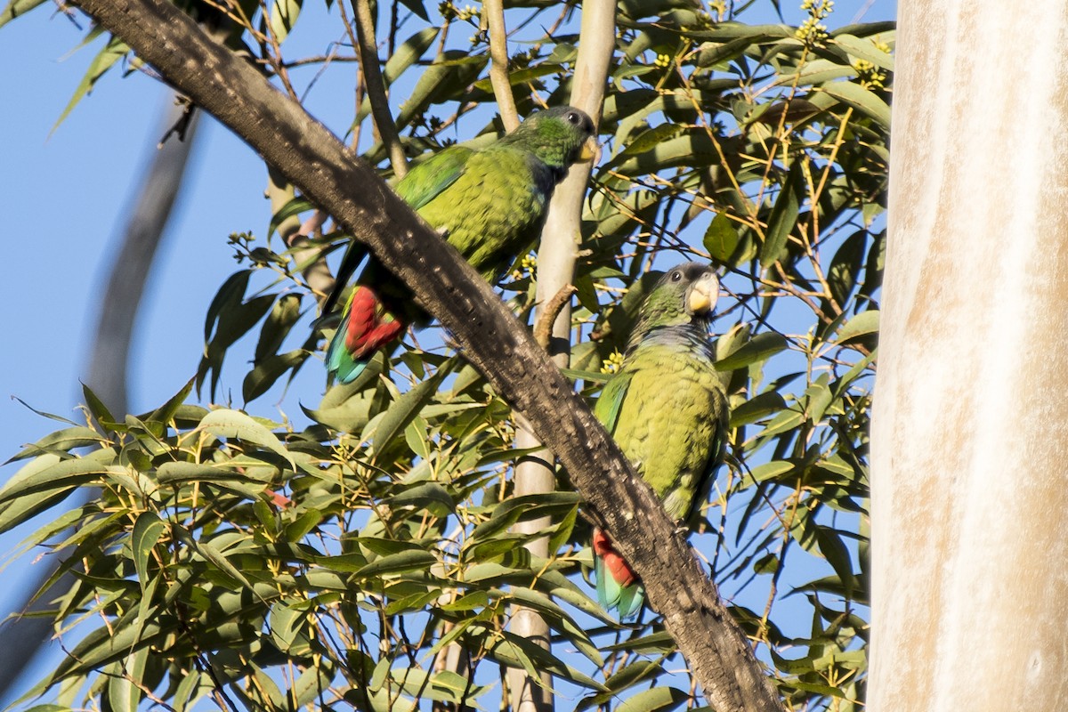 Папуга-червоногуз зеленощокий - ML258300681