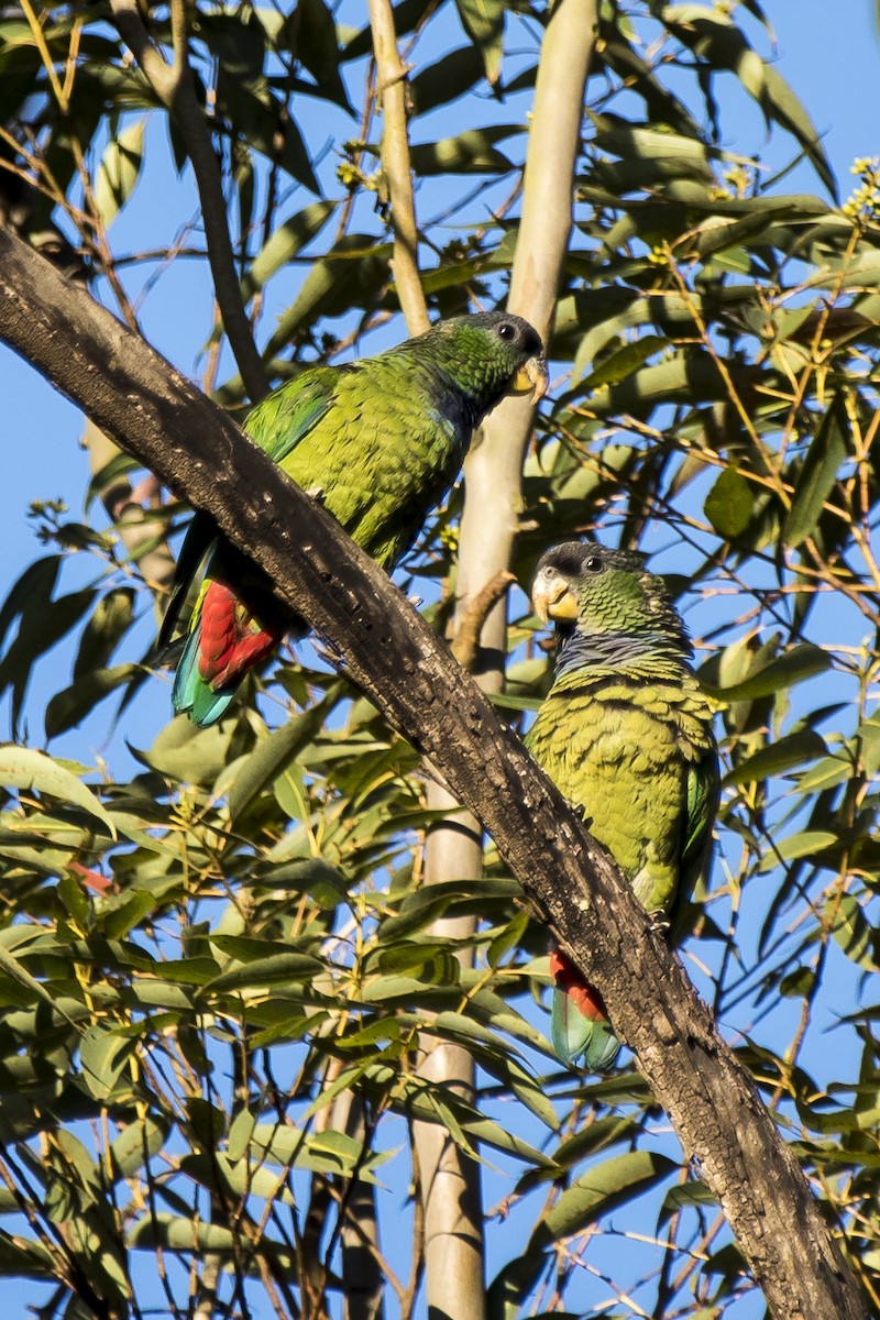 Папуга-червоногуз зеленощокий - ML258300701
