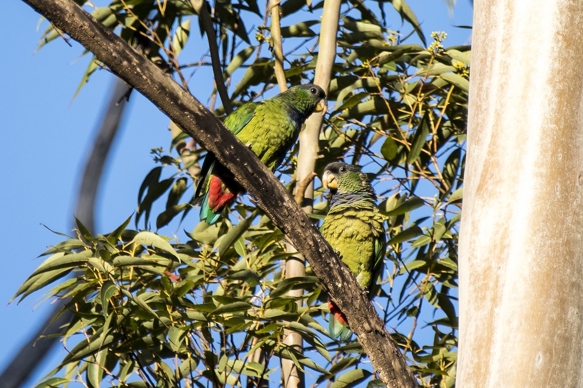 Папуга-червоногуз зеленощокий - ML258300721