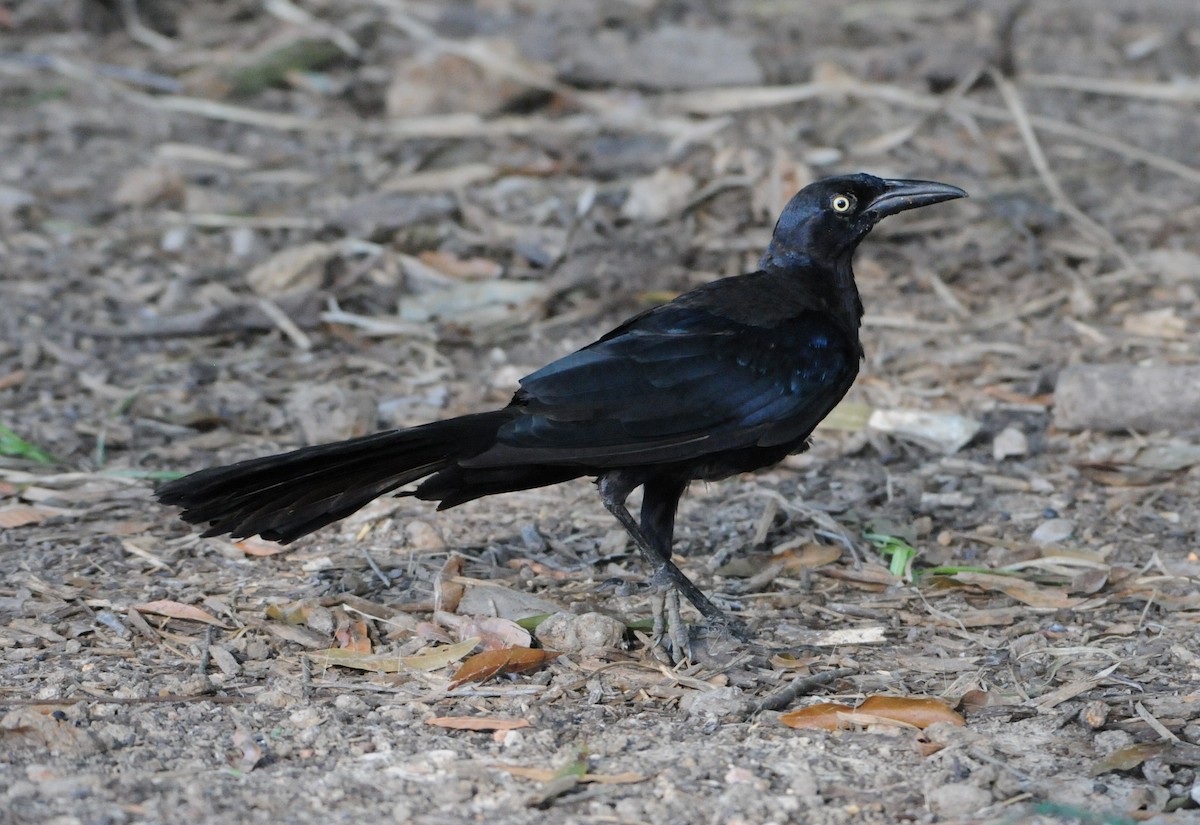 Great-tailed Grackle - Jim Highberger
