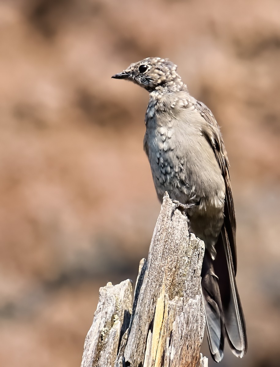 Townsend's Solitaire - ML258301541