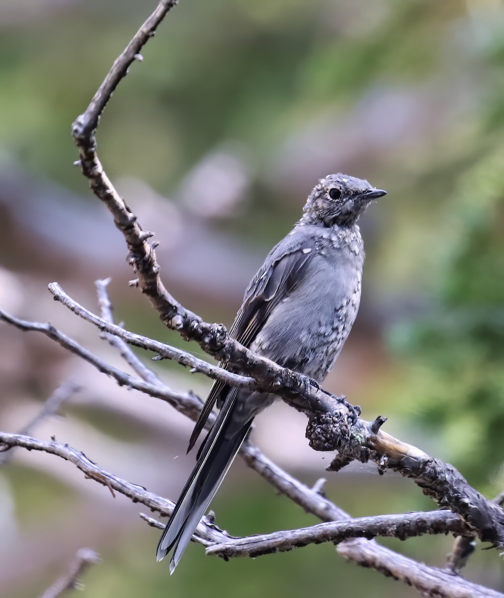 Townsend's Solitaire - ML258301581