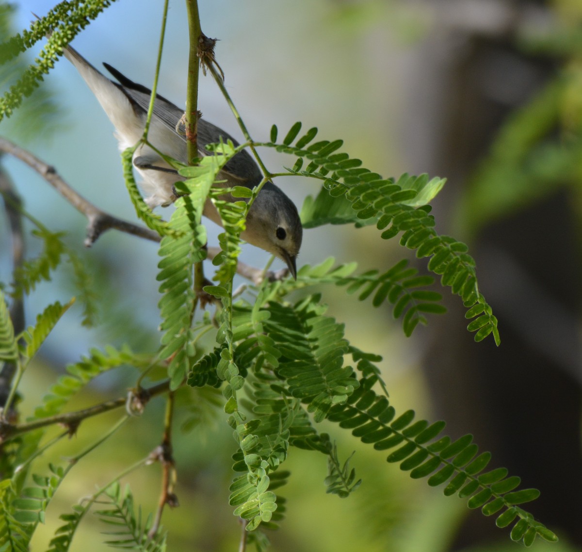 Lucy's Warbler - ML25830661