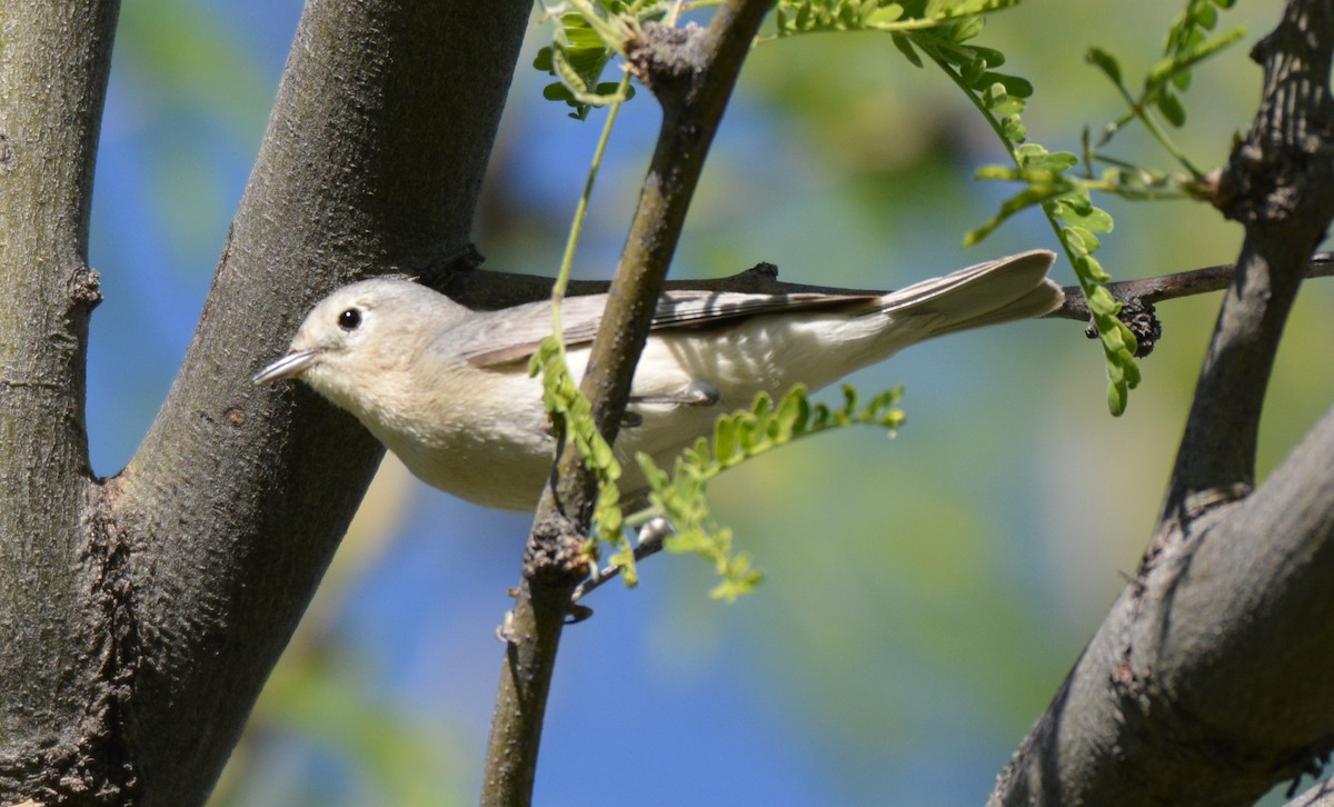 Lucy's Warbler - ML25830681