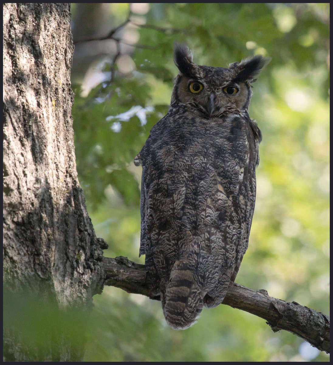 Great Horned Owl - ML258307141