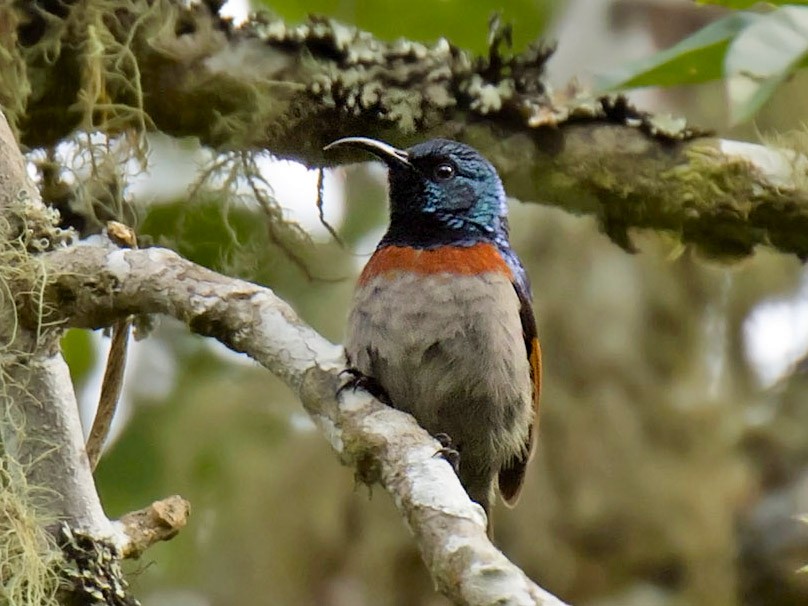 Rufous-winged Sunbird - Daniel López-Velasco | Ornis Birding Expeditions