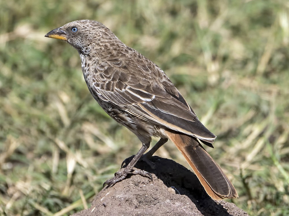 Rufous-tailed Weaver - Dave Rintoul