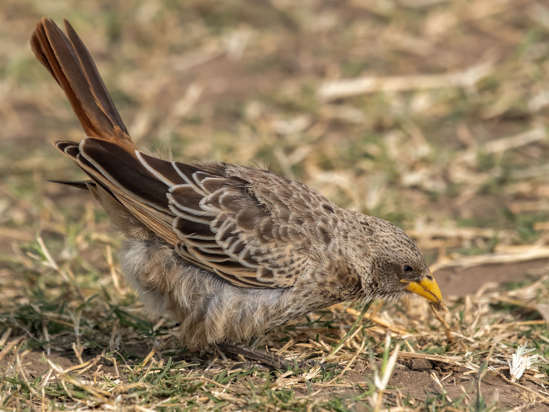 Rufous-tailed Weaver - T I