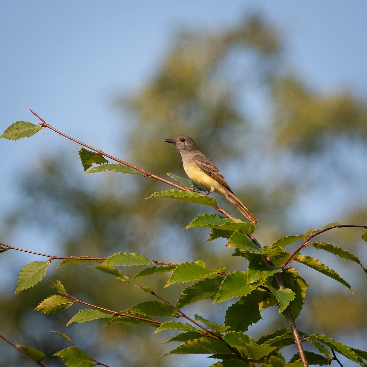 Great Crested Flycatcher - ML258312601