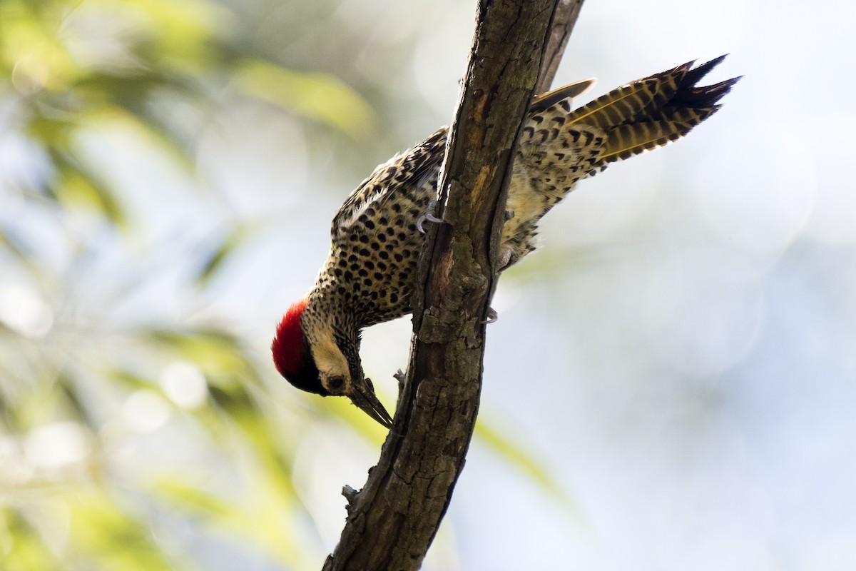 Green-barred Woodpecker - ML258314711