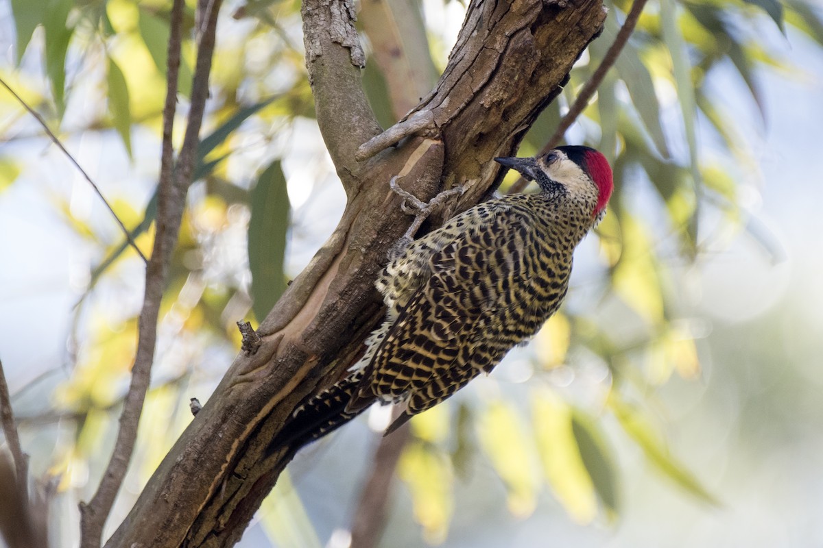 Green-barred Woodpecker - ML258314731