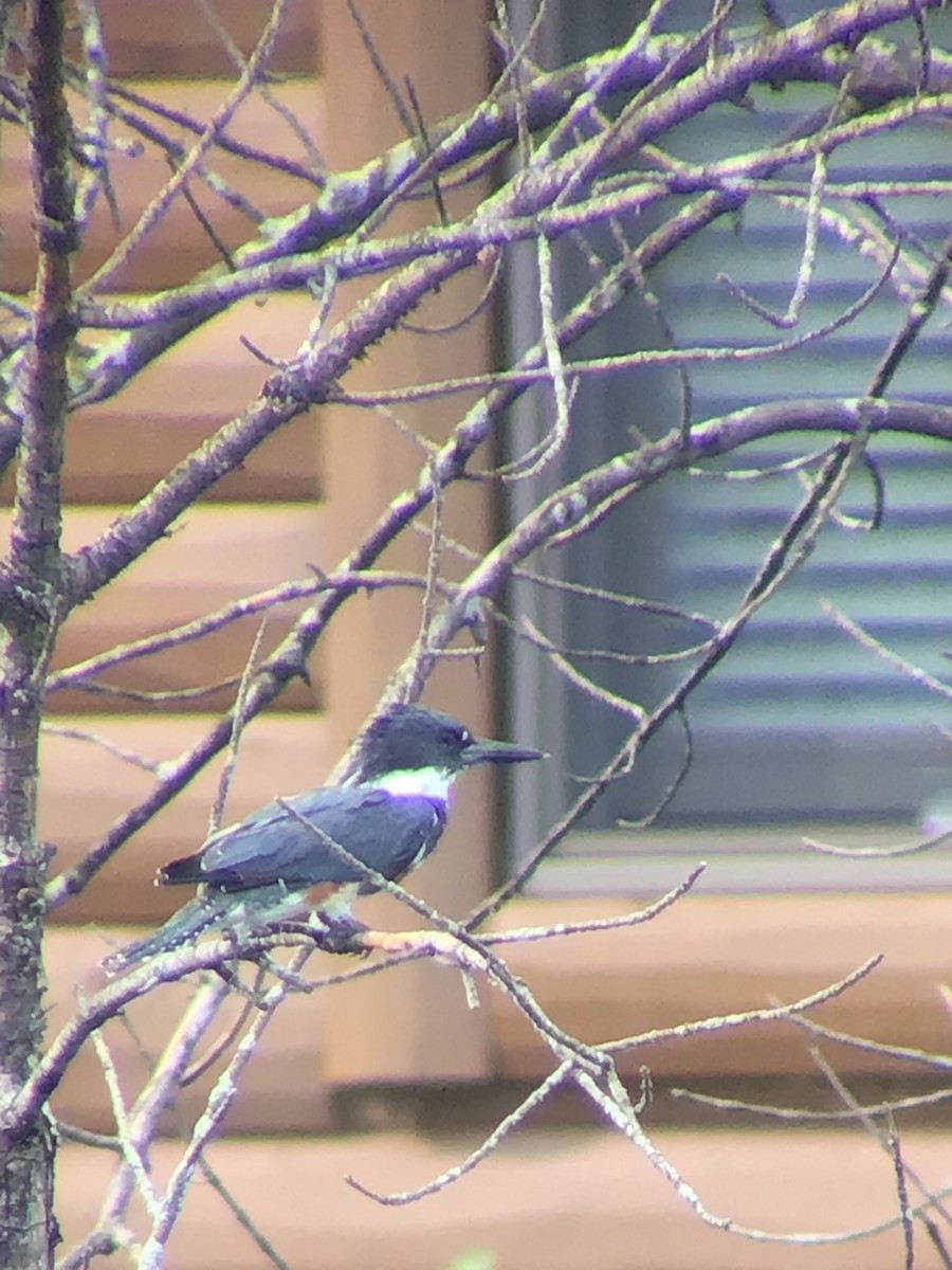 Belted Kingfisher - ML258315911