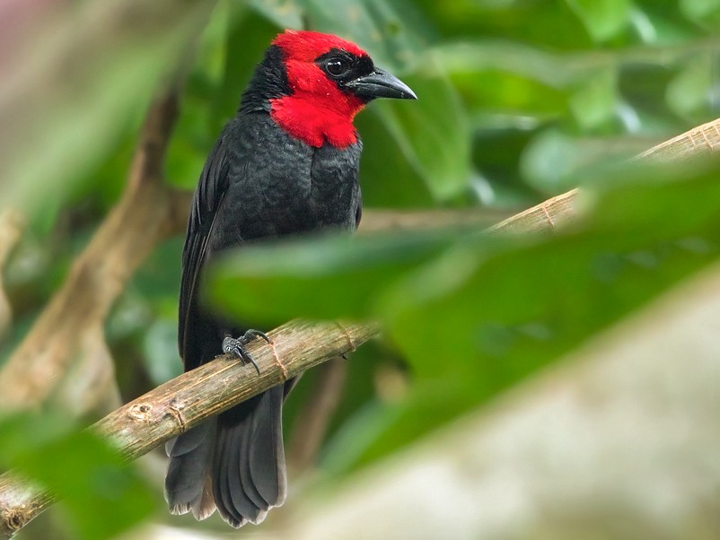 Tepeli Malimbe - eBird