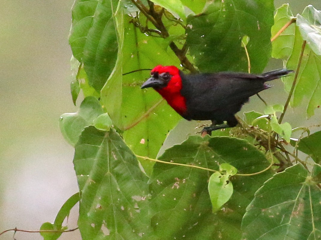 Tepeli Malimbe - eBird