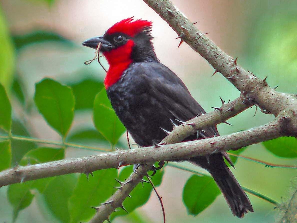 Crested Malimbe - Pete Morris