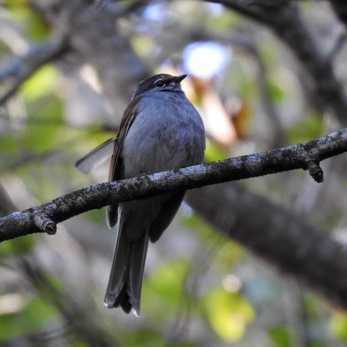 Brown-backed Solitaire - Gregg Severson