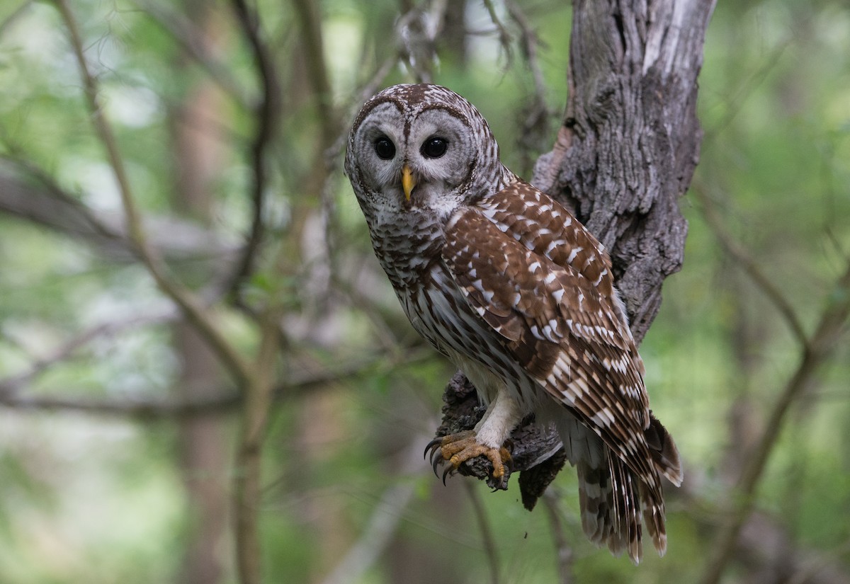 Barred Owl - ML25831901