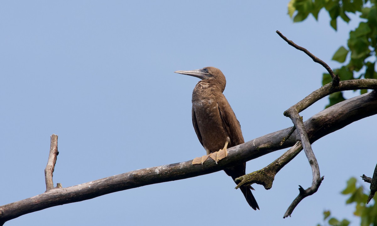 Brown Booby - ML258319631