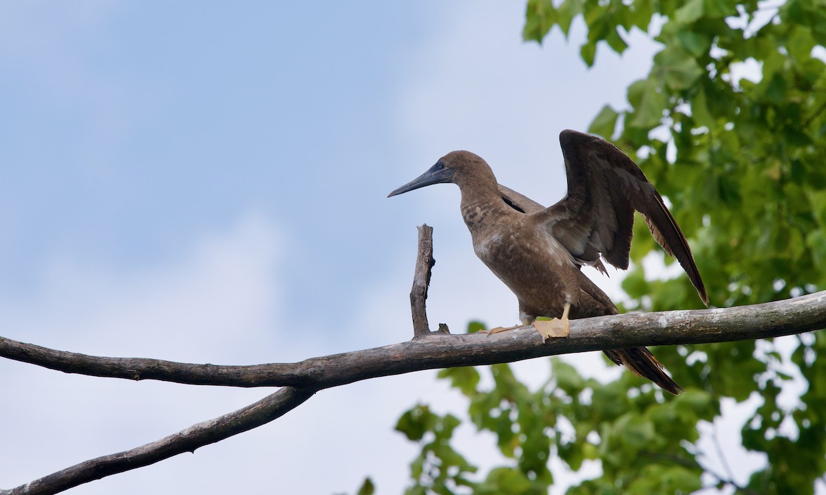 Brown Booby - ML258319661