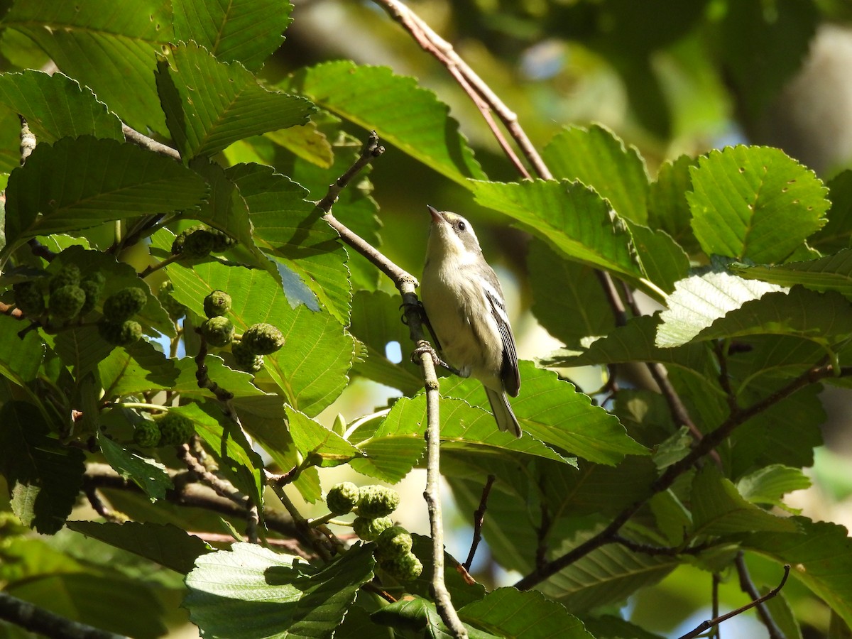 Black-throated Gray Warbler - ML258323761