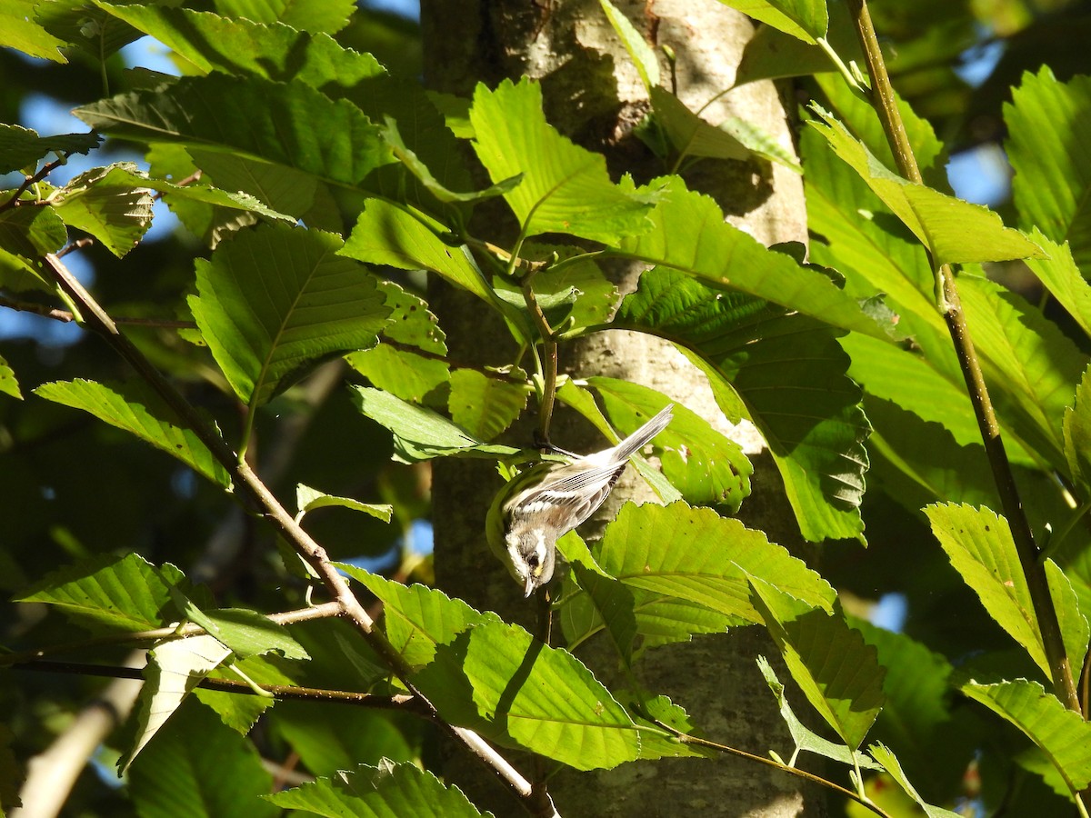 Black-throated Gray Warbler - ML258323861