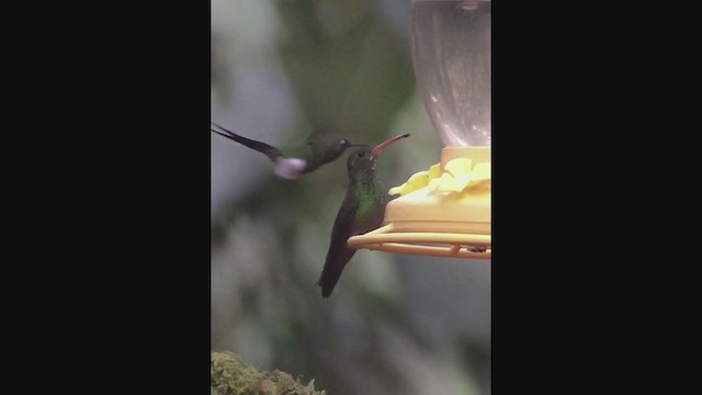 Rufous-tailed Hummingbird - ML258324181