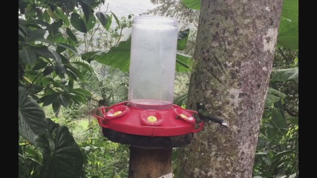 Пурпурногрудый колибри - ML258325901