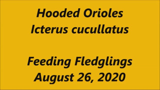 Hooded Oriole - ML258328141