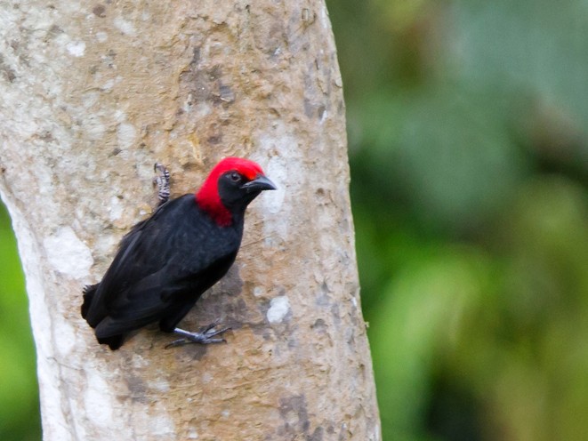 Red-headed Malimbe - eBird