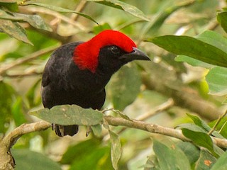 Red-headed Malimbe - Umarella Voyage safaris