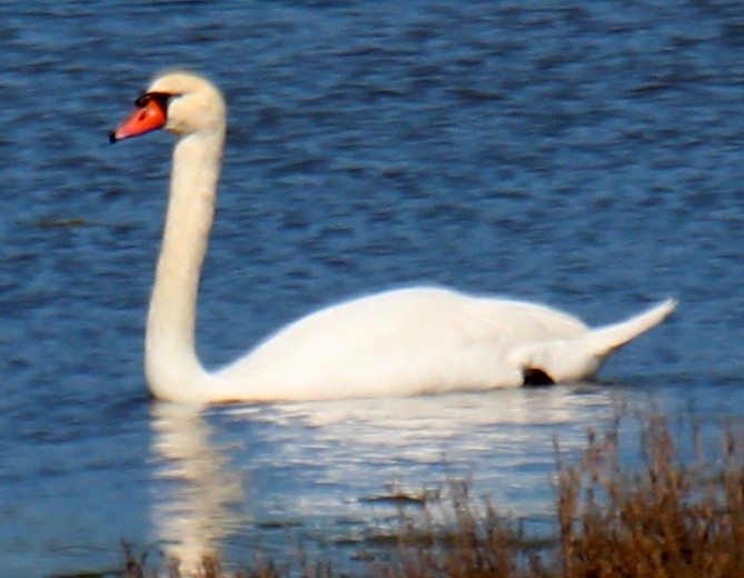 Mute Swan - sam hough
