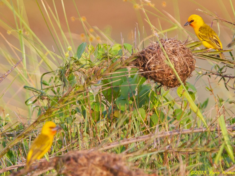 Orange Weaver - Yann Kolbeinsson