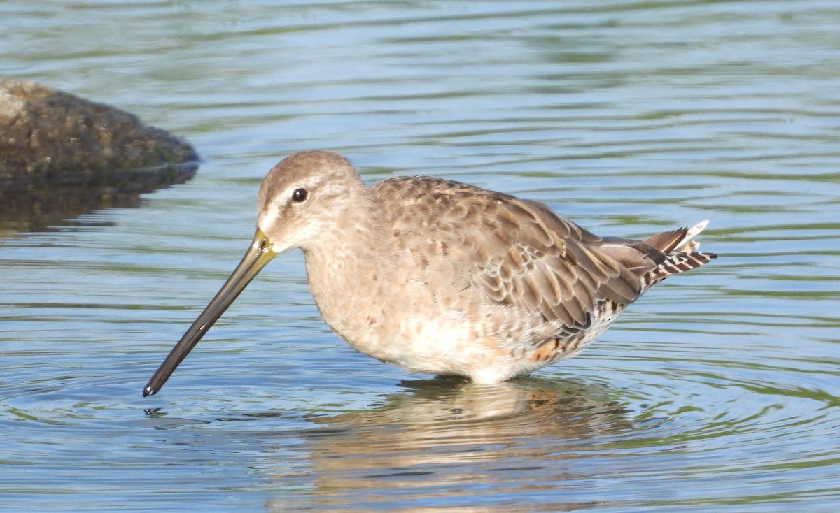 Long-billed Dowitcher - ML258335821
