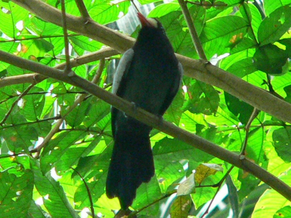 White-fronted Nunbird (Pale-winged) - ML258337481