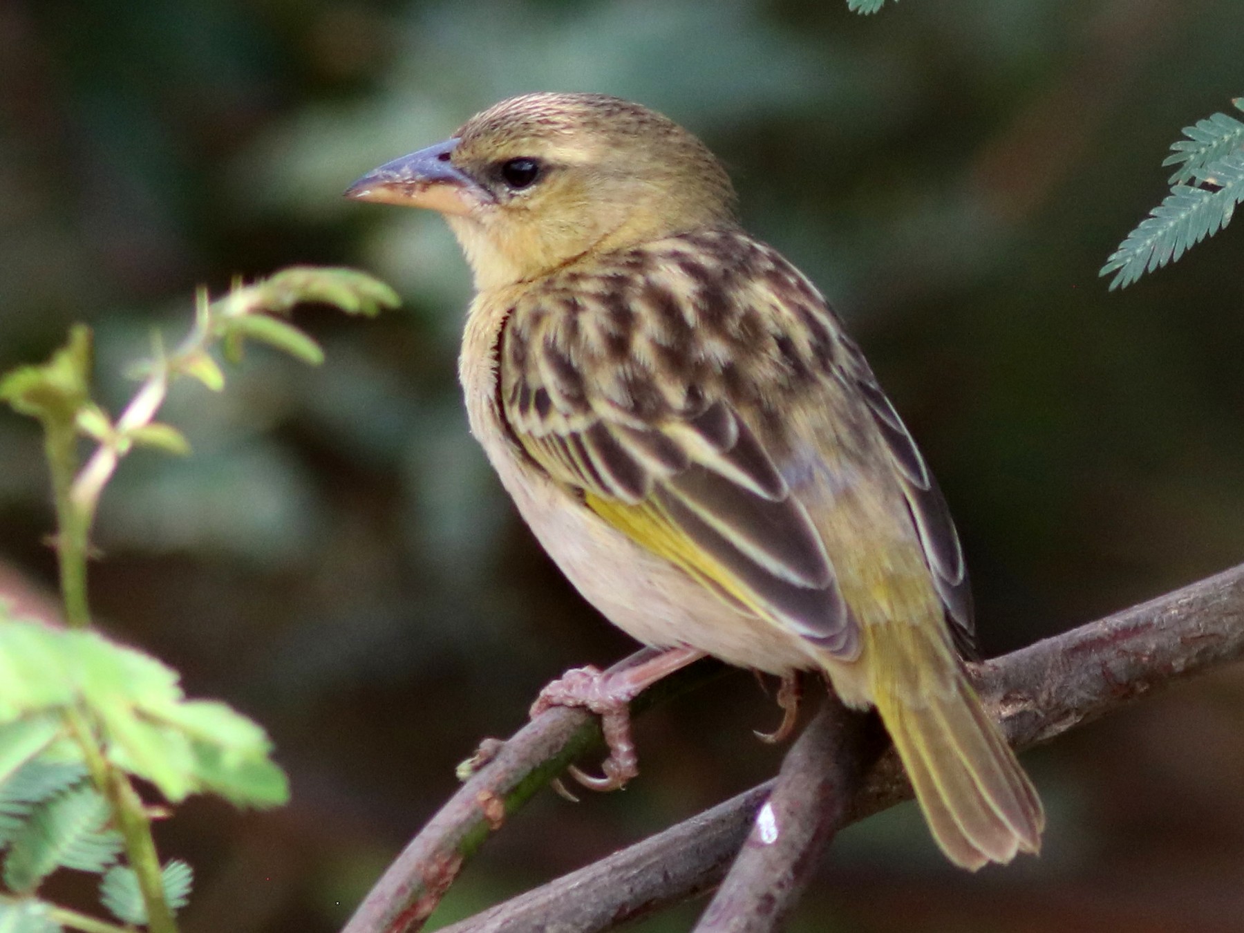 Kilombero Weaver - eBird