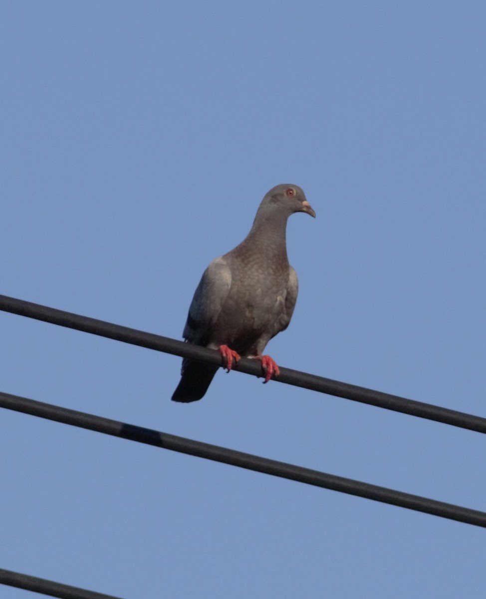 Rock Pigeon (Feral Pigeon) - ML258339471