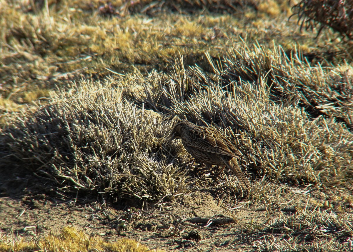 Long-tailed Meadowlark - ML258342311