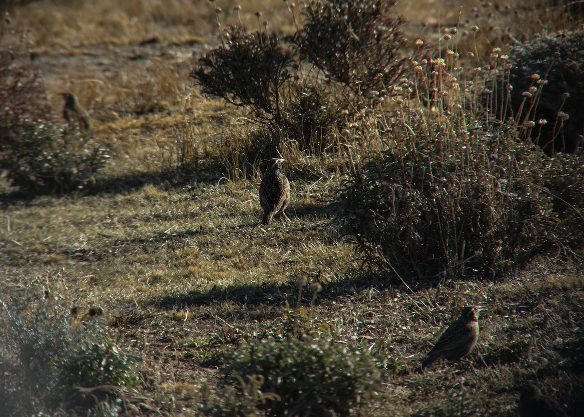 Long-tailed Meadowlark - ML258342981