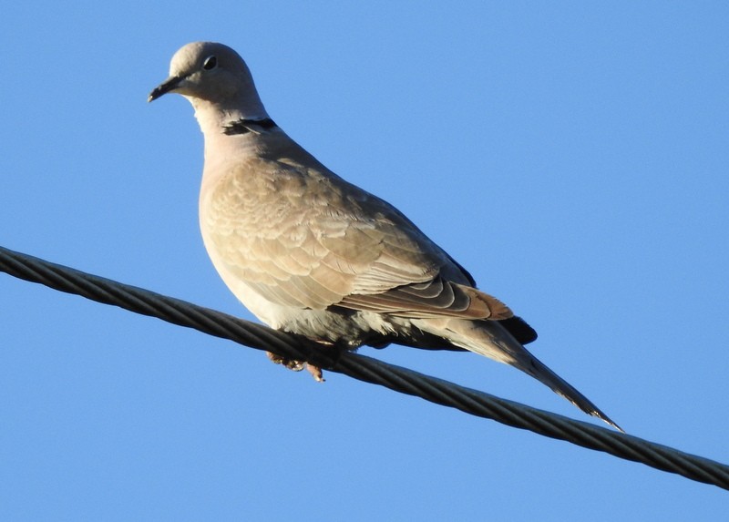 Eurasian Collared-Dove - ML258346201