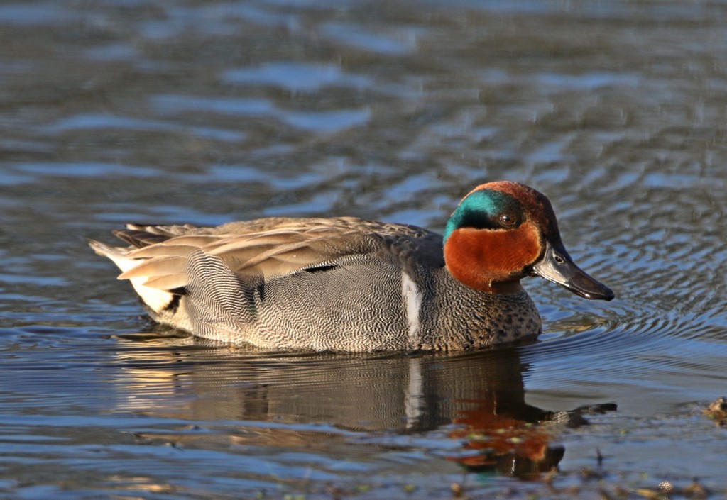 Green-winged Teal - ML25834971