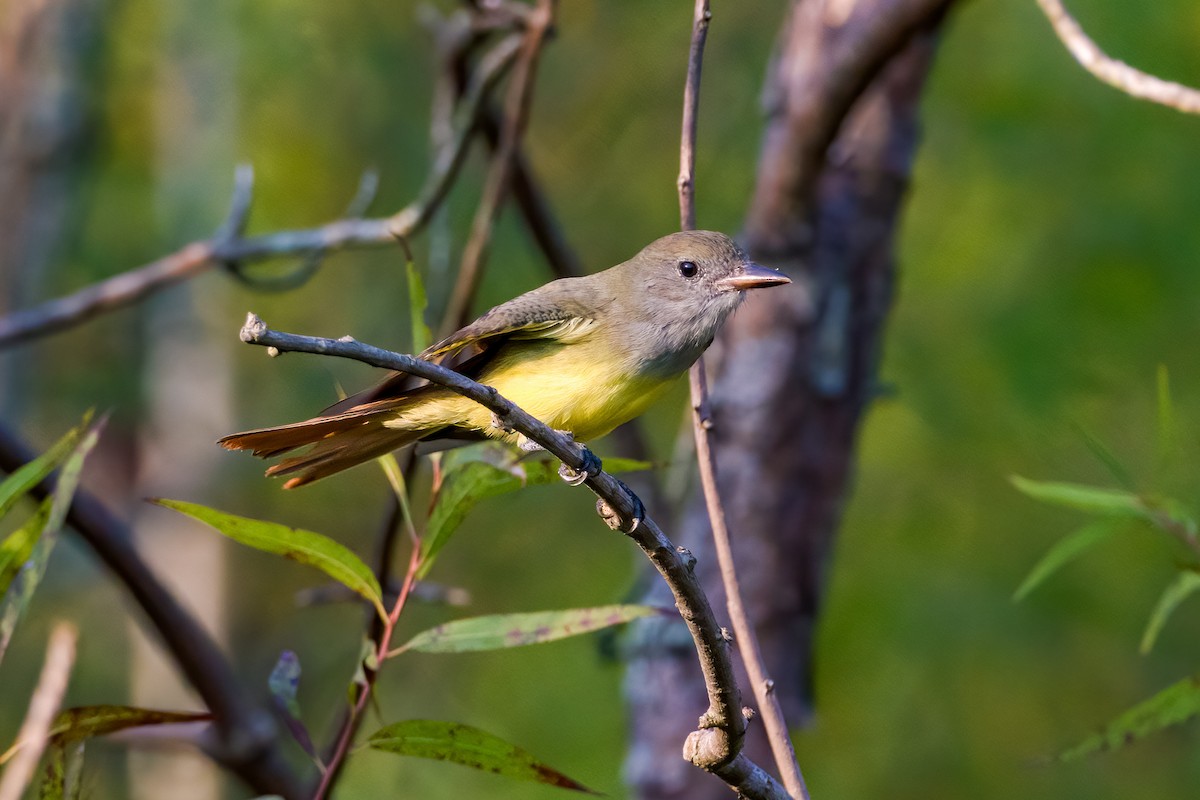 Great Crested Flycatcher - ML258357821