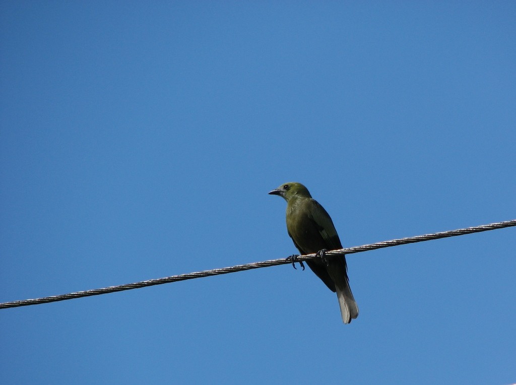 Palm Tanager - ML258361511