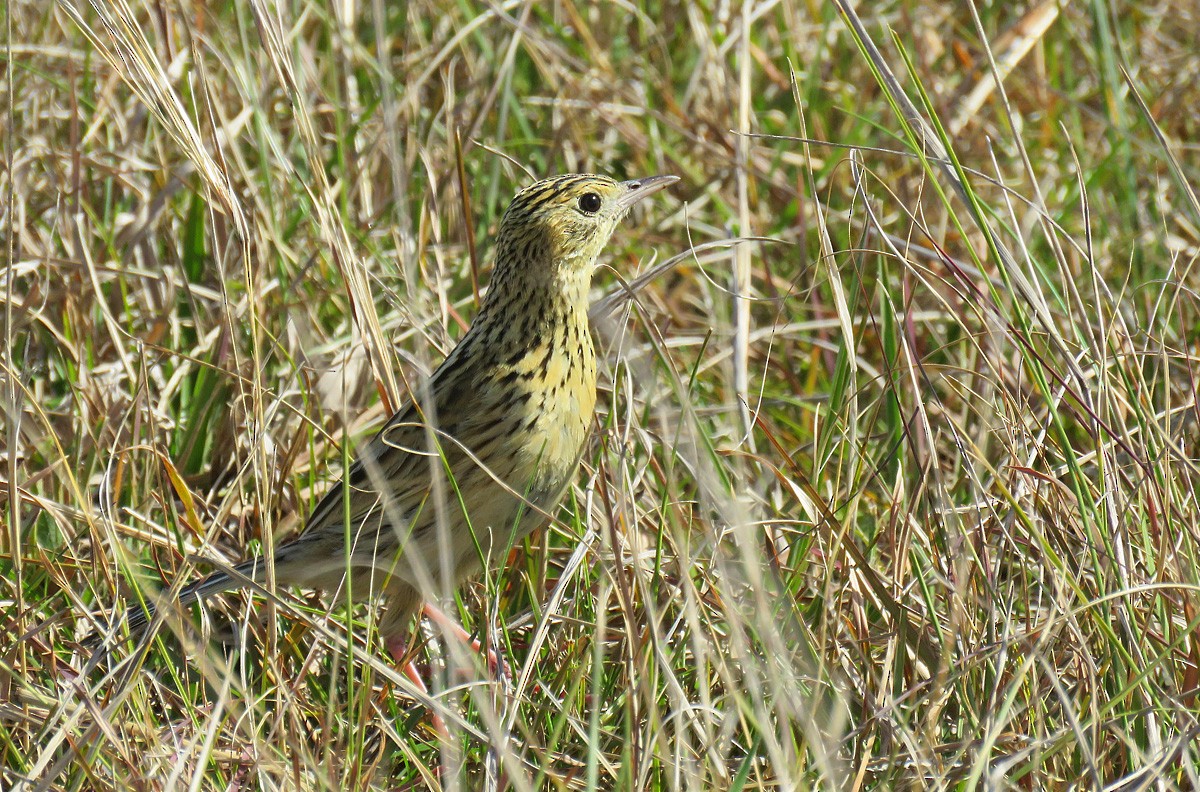 Ochre-breasted Pipit - ML258361951